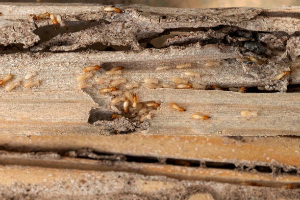 Best Local Pest Control Services  in Palisades Park, NJ